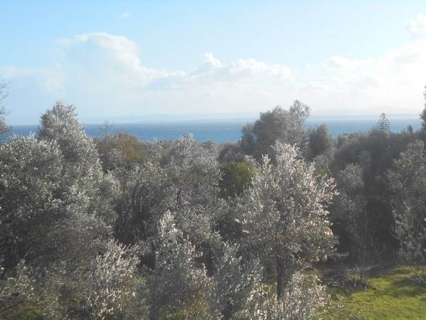 (For Sale) Land Plot wIthin Settlement || Chios/Chios Chora - 1.490 Sq.m, 150.000€ 