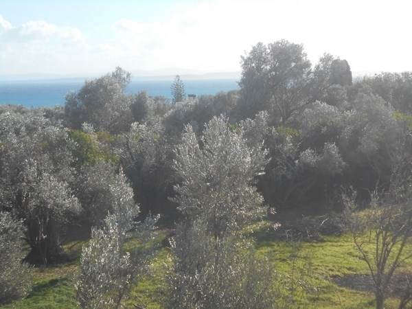 (For Sale) Land Plot || Chios/Chios Chora - 2.983 Sq.m, 300.000€ 